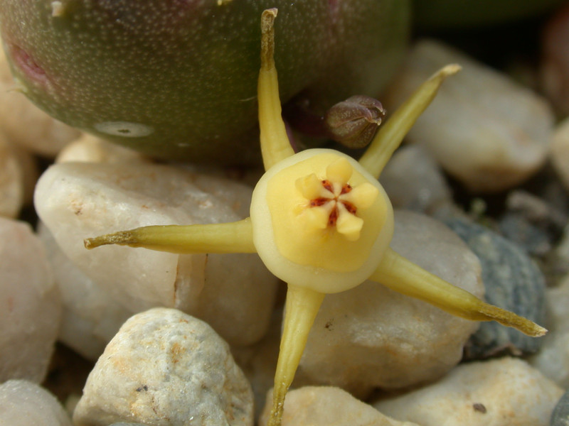 duvalia parviflora08