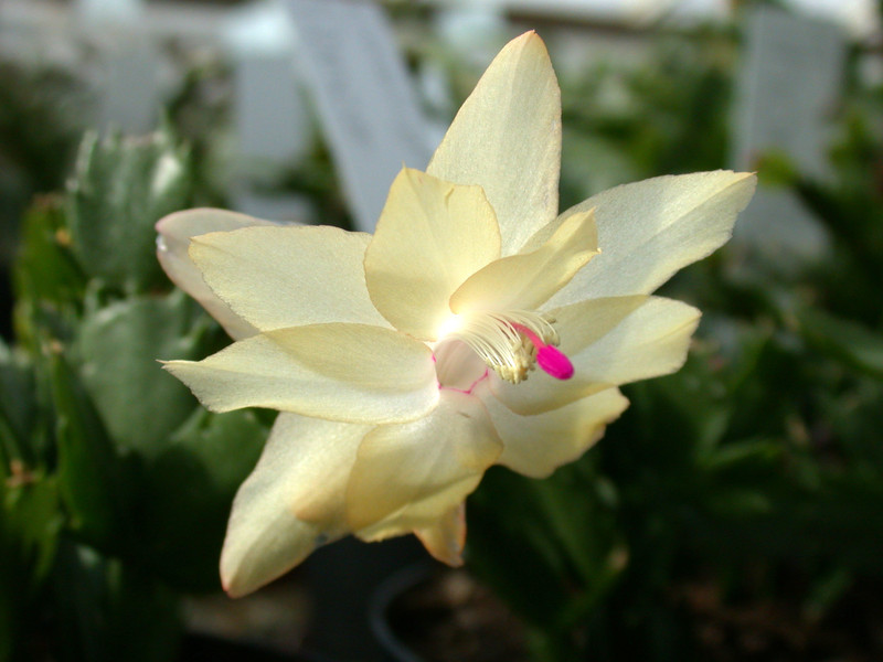 schlumbergera limelight dancer 03