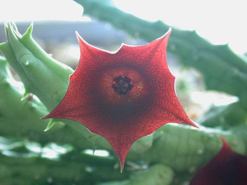 huernia arabica lavr 13103 es3421 yemen 02