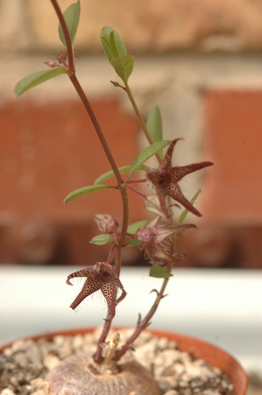 brachystelma tuberosum 1412
