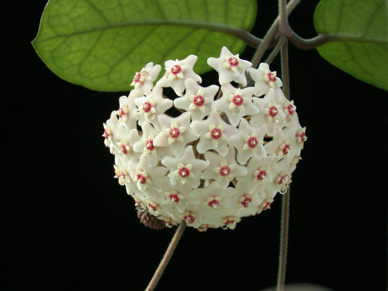 hoya fungii 01