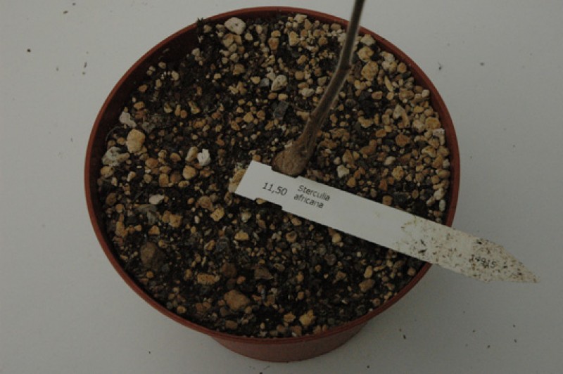 sterculia africana 03