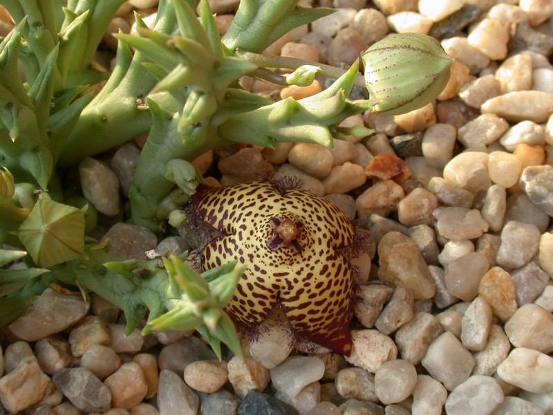 orbea speciosa03