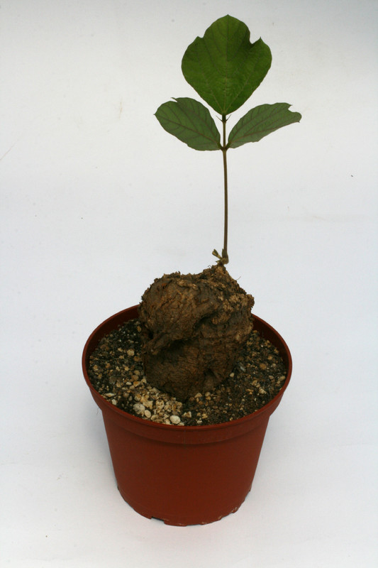 dolichos sp tanzania 2627