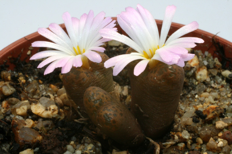 conophytum lithopsoides violskraalberg 2823
