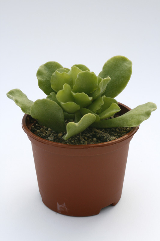 adromischus cristatus mzimvubuensis dmc336 7992