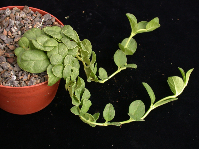 brachystelma kituloensis 01