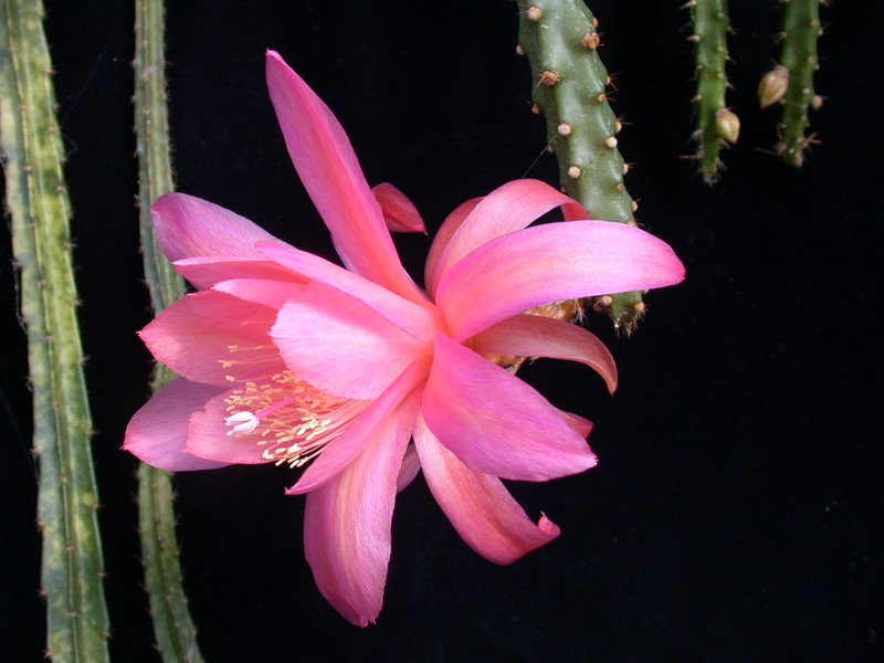 aporocactus peggys red spider 9798