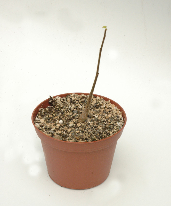 sterculia africana 02