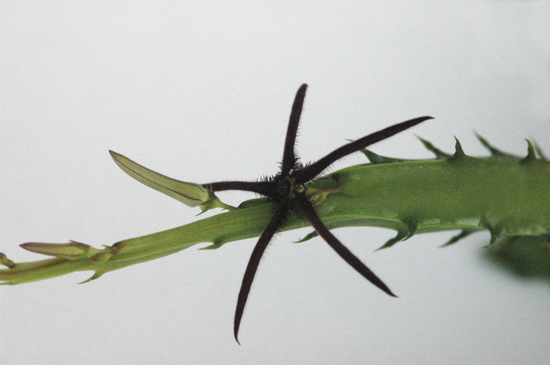 caralluma aff arachnoidea 03
