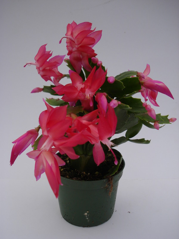 schlumbergera thor zita 1564