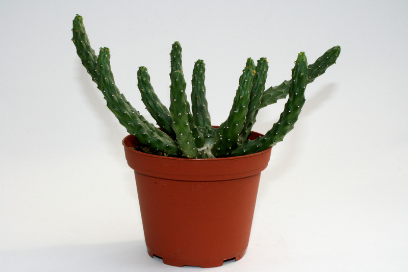 euphorbia inermis 6813