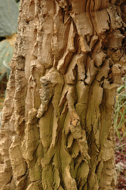 nolina longifolia 03