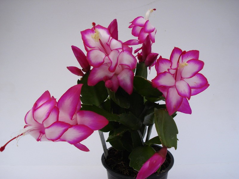 schlumbergera salsa dancer 895