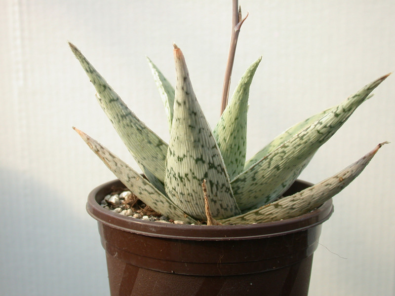aloe doran black 04
