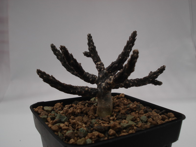 rhytidocaulon subscandens 6243