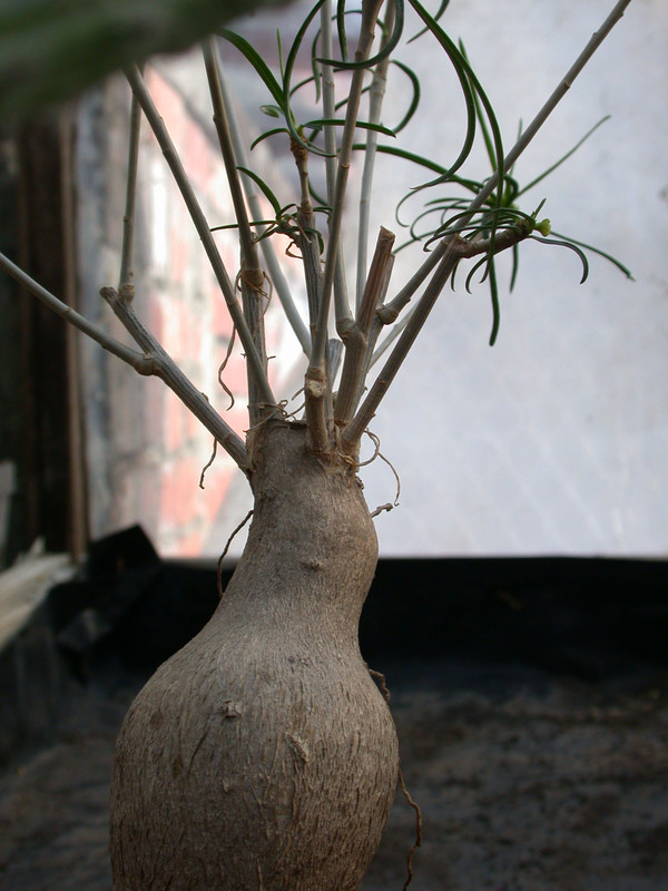 euphorbia hetiothoides2