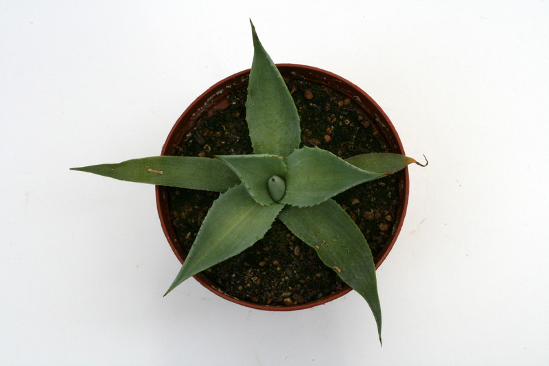 agave hiemiflora salama 0107