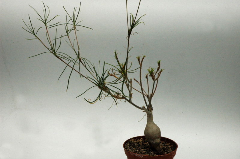 euphorbia hedyotoides 01