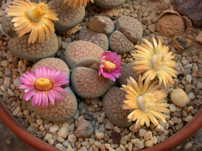 lithops verrucosa gelb rosa 16