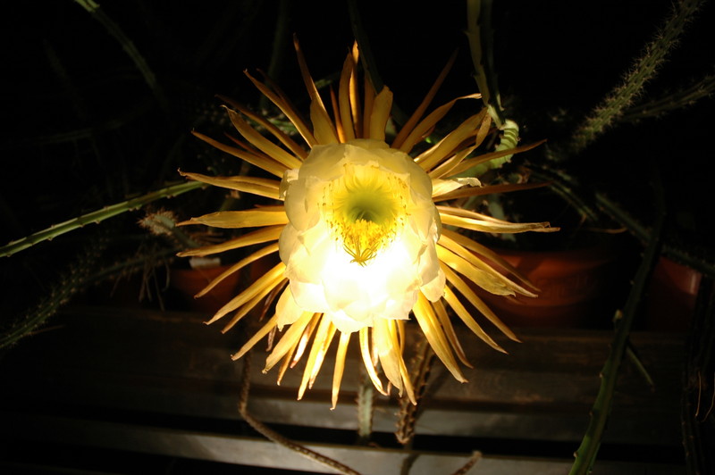 selenicereus coniflorus 1381