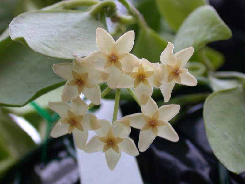 hoya diptera 01