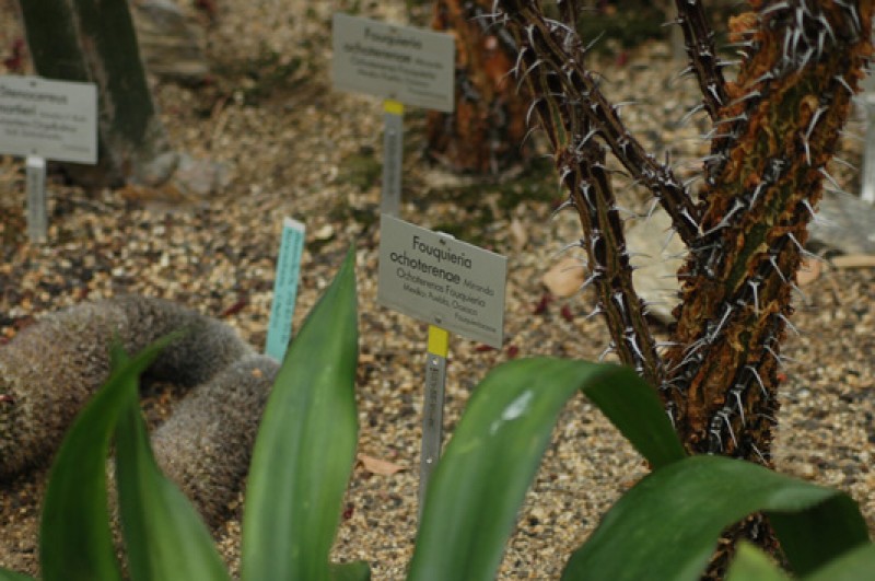 fouquiria ochoterenae 02