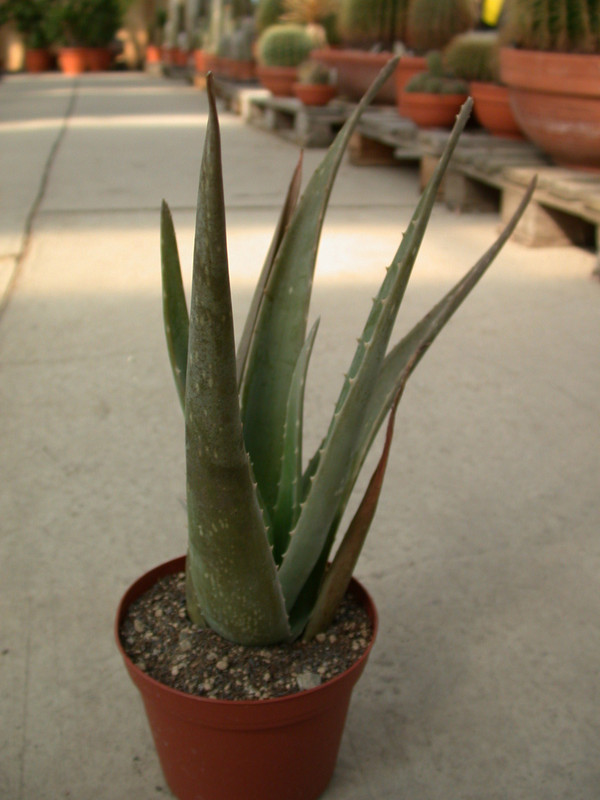aloe vera