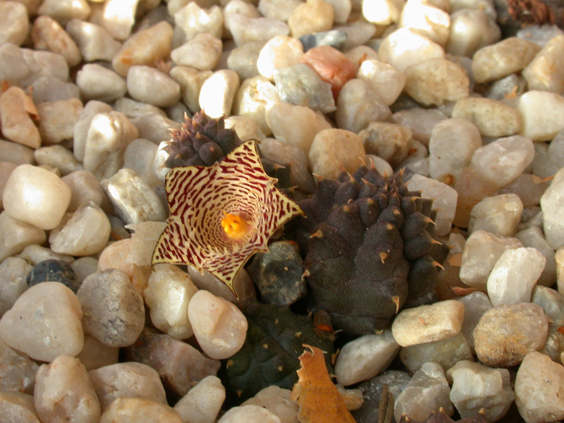 huernia kennedyana04