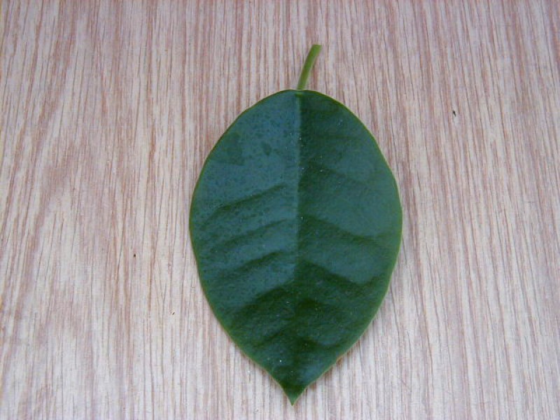 hoya lauterbachii leaf