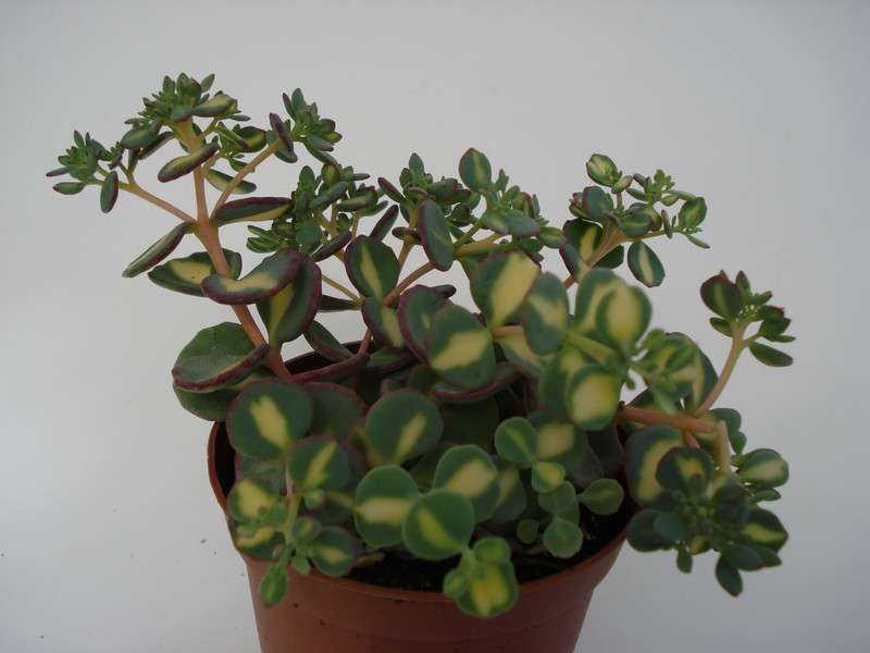 sedum sieboldii variegata 687