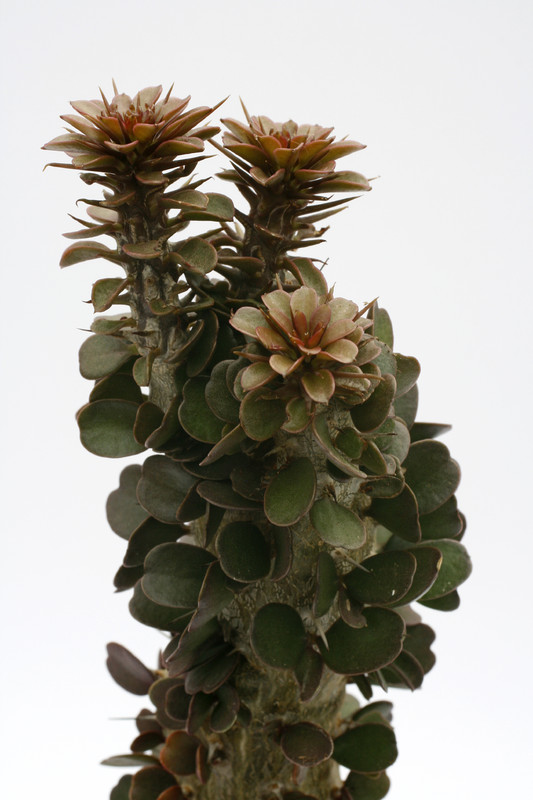 alluaudia procera 8547