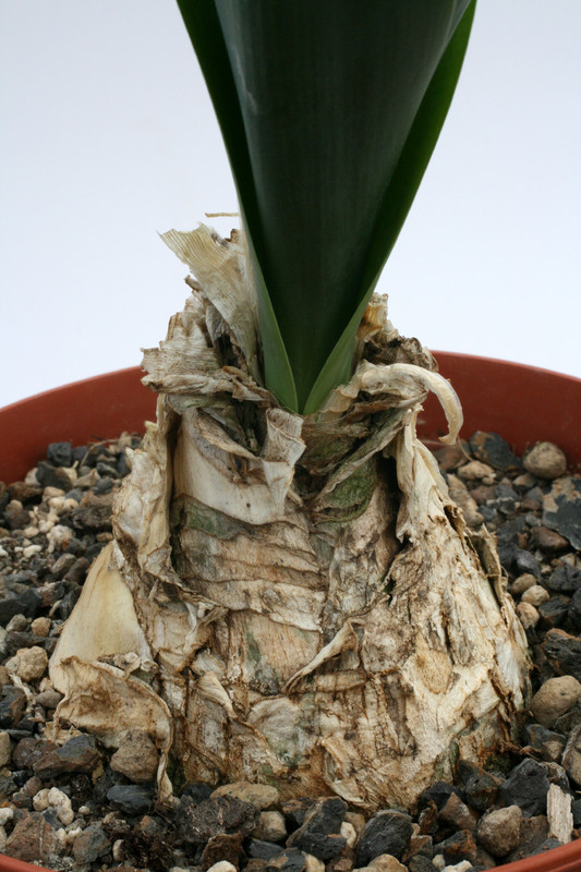 urginea altissima 0718