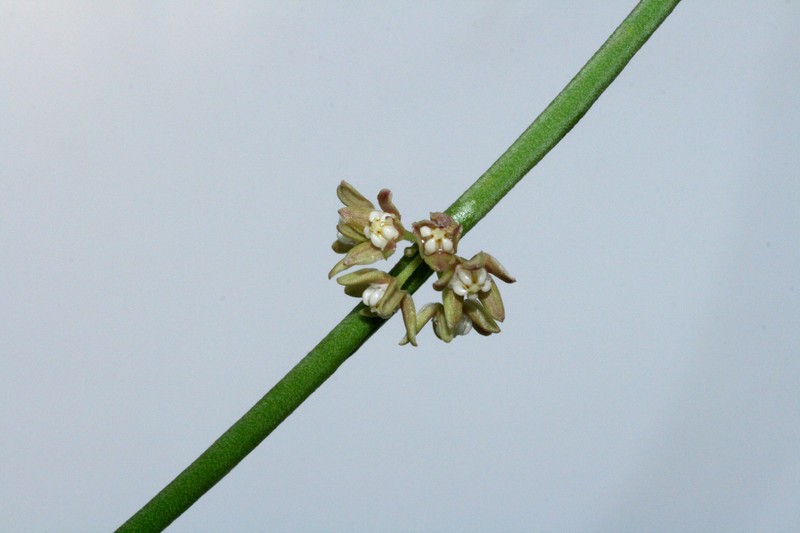 sarcostemma vanlessenii 9886
