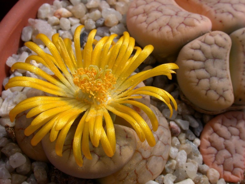lithops gracilidelimeata brandbergensis C383 03