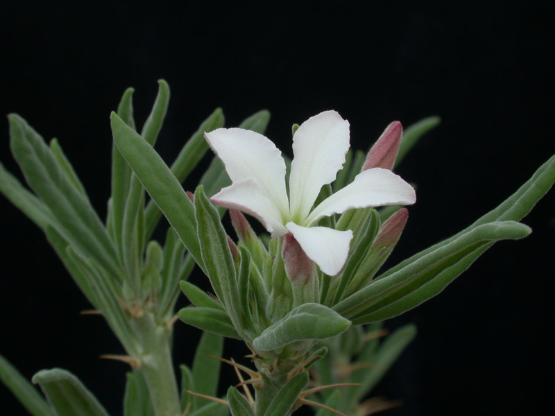 pachypodium succulentum weiss 01