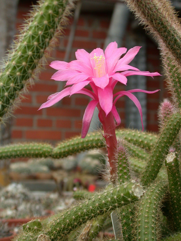 aporocactus flagriformis x07