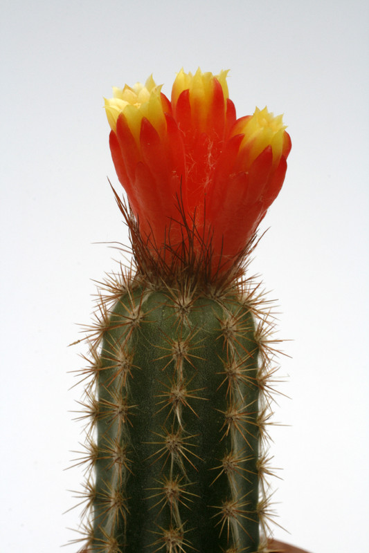 arrojadoa nana hu578 8818