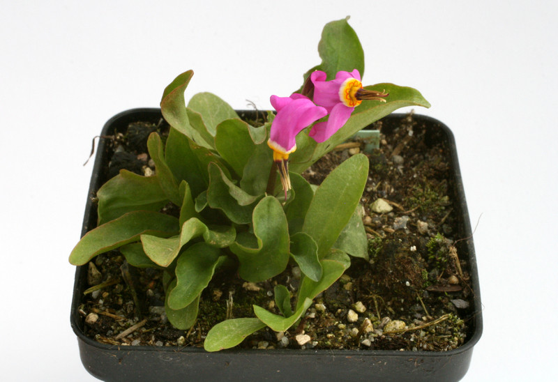 dodecatheon alpinum 7851