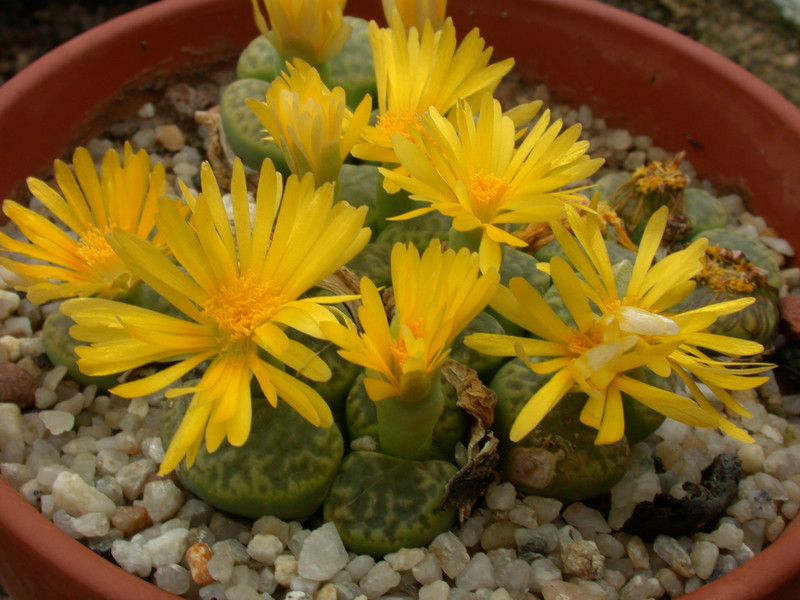 lithops bromfieldii insularis sulphurea c362 06