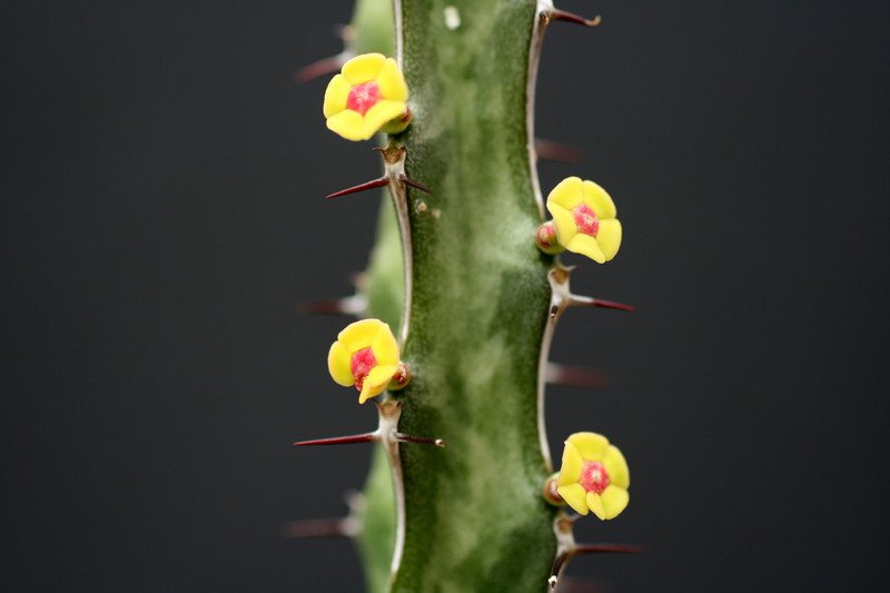 euphorbia quadrilatera 2390