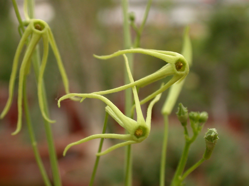 trochomeria macrocarpa 01