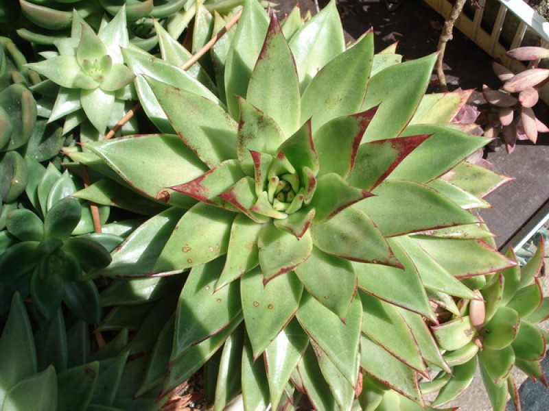 echeveria agavoides lipstick