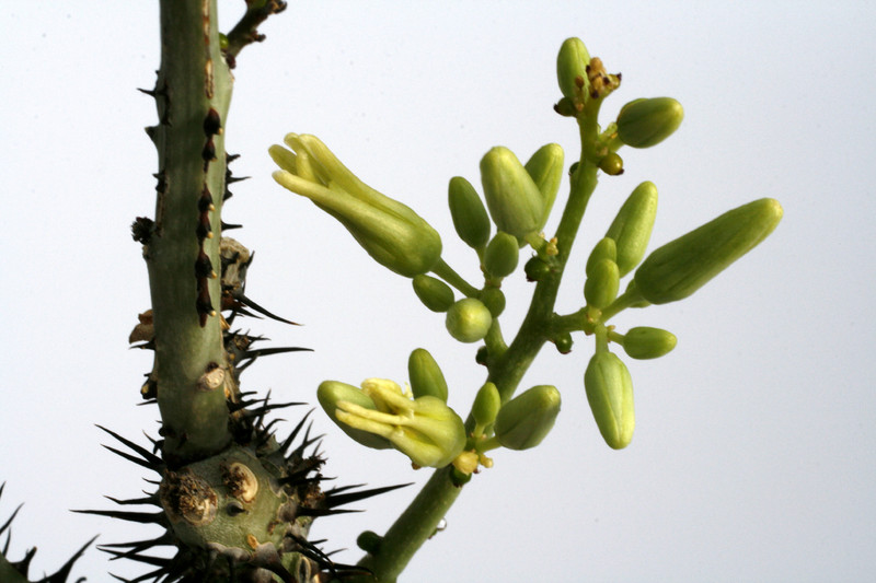 adenia aculeata 1202