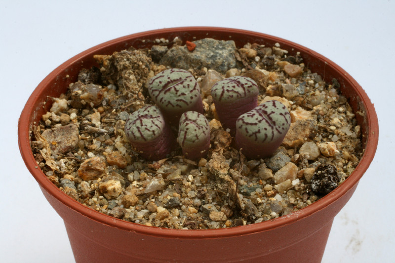 conophytum minimum wittbergense kleinspreefontain 2863