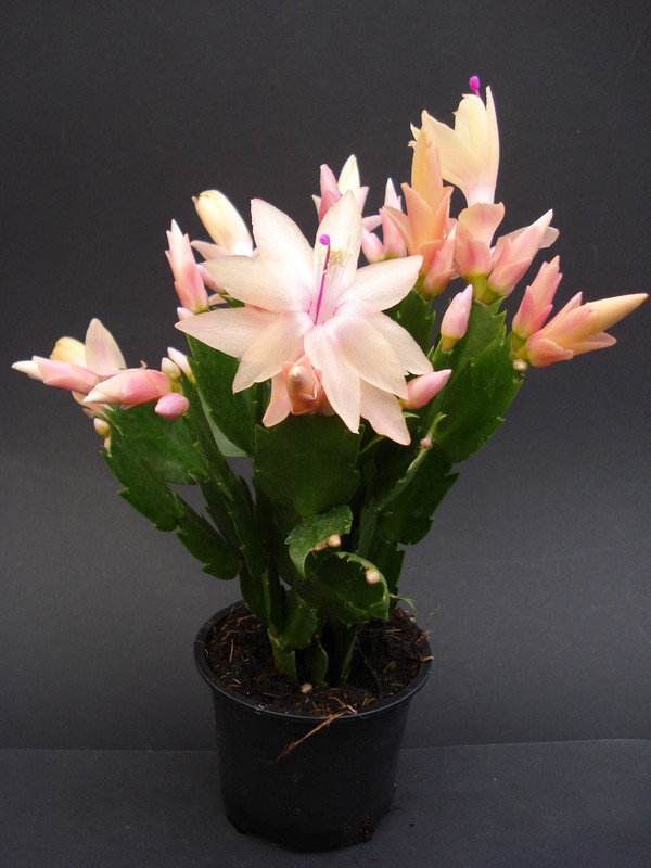 schlumbergera limelight dancer 1631