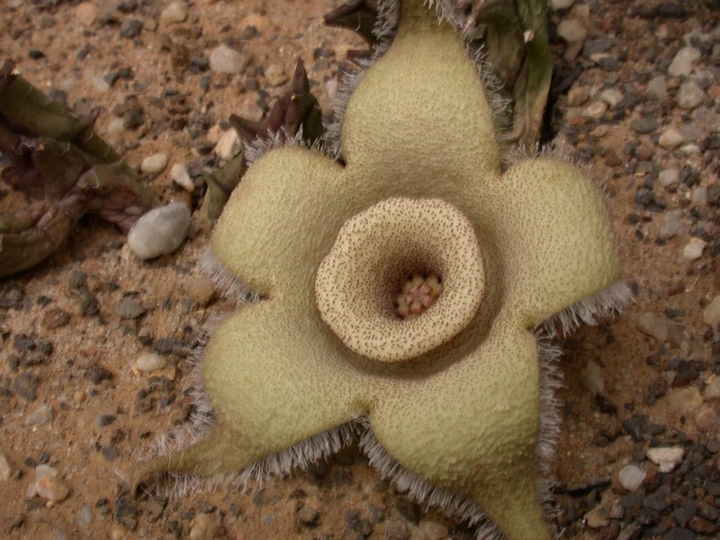 orbea ciliata 01