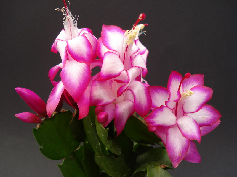 schlumbergera salsa dancer 1623
