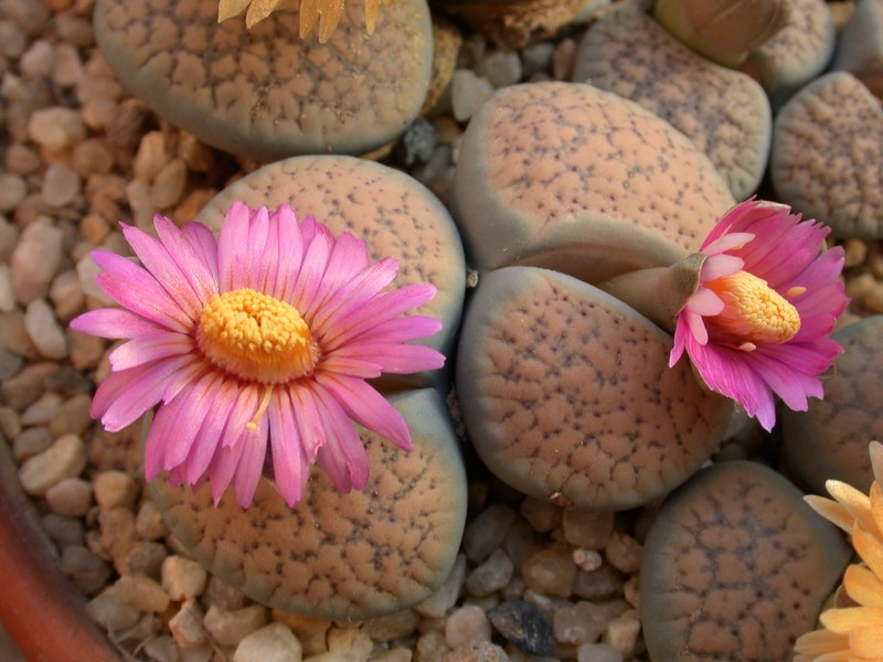 lithops verrucosa gelb rosa 18