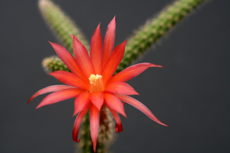 aporocactus felix 0267